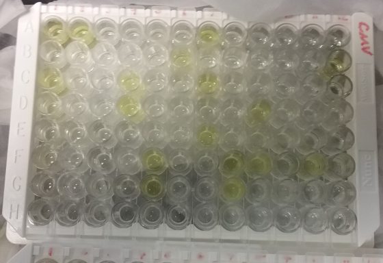 test tubes in 9 rows used for testing orchid viruses